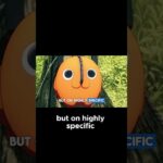 What Drives Chainsaw Man’s Characters From Vengeance to Simple Happiness! #Denji #Makima